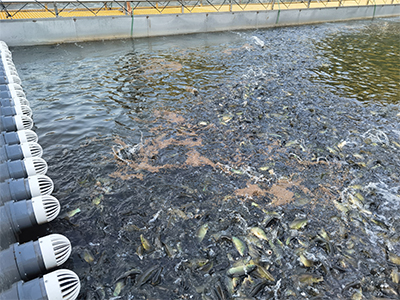 流水槽跑道养鱼