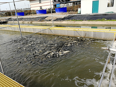 流水槽跑道养鱼