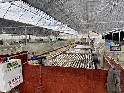 陆基循环水养殖