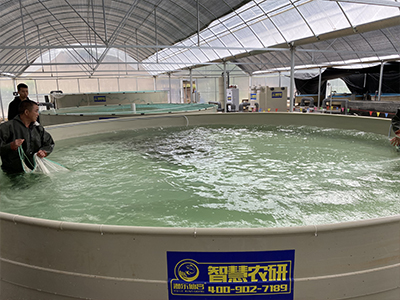 陆基循环水养殖