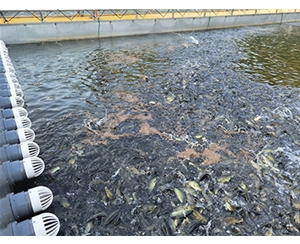 流水槽跑道养鱼