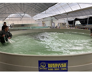 陆基循环水养殖